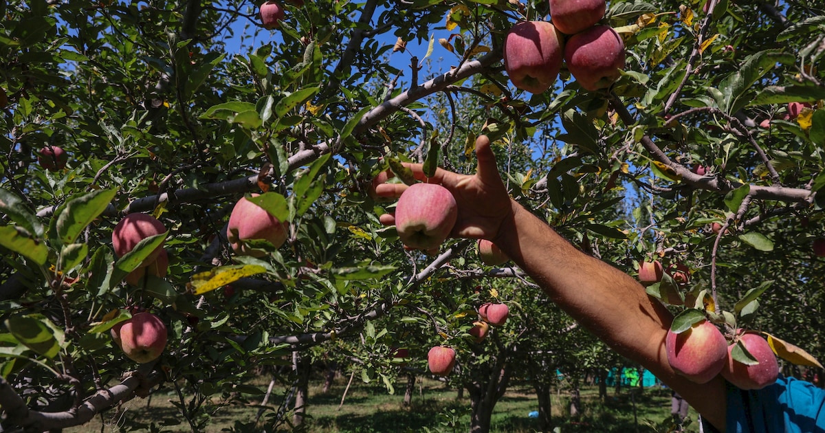 Gemeente Gilze en Rijen betaalt helft mee aan fruitbomenactie | Regio ...
