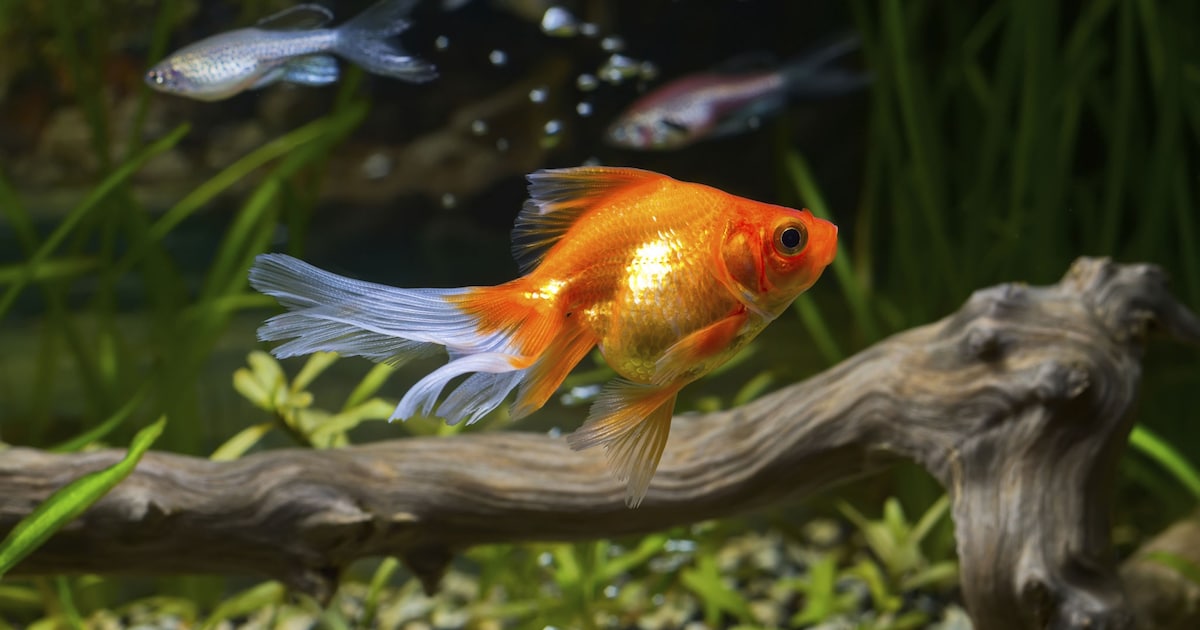 Praktijkavond aquariumverlichting in Oosterhout