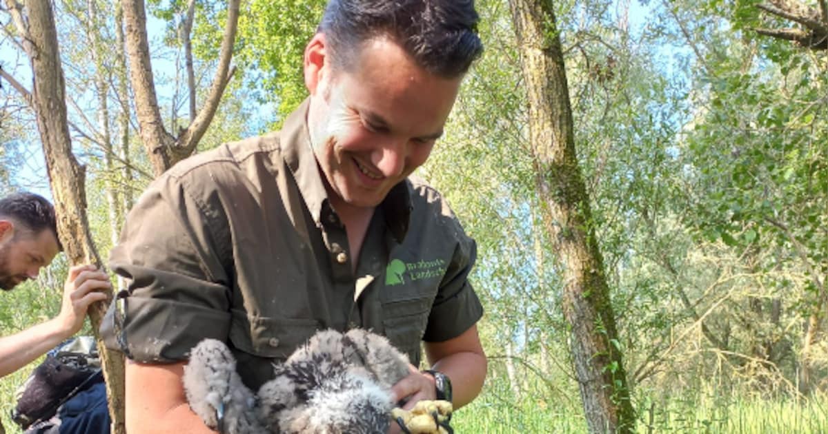 ‘Bergse’ zeearend overleden na botsing met windmolen: ‘Jaren wachten op een kuiken, en dan eindigt h