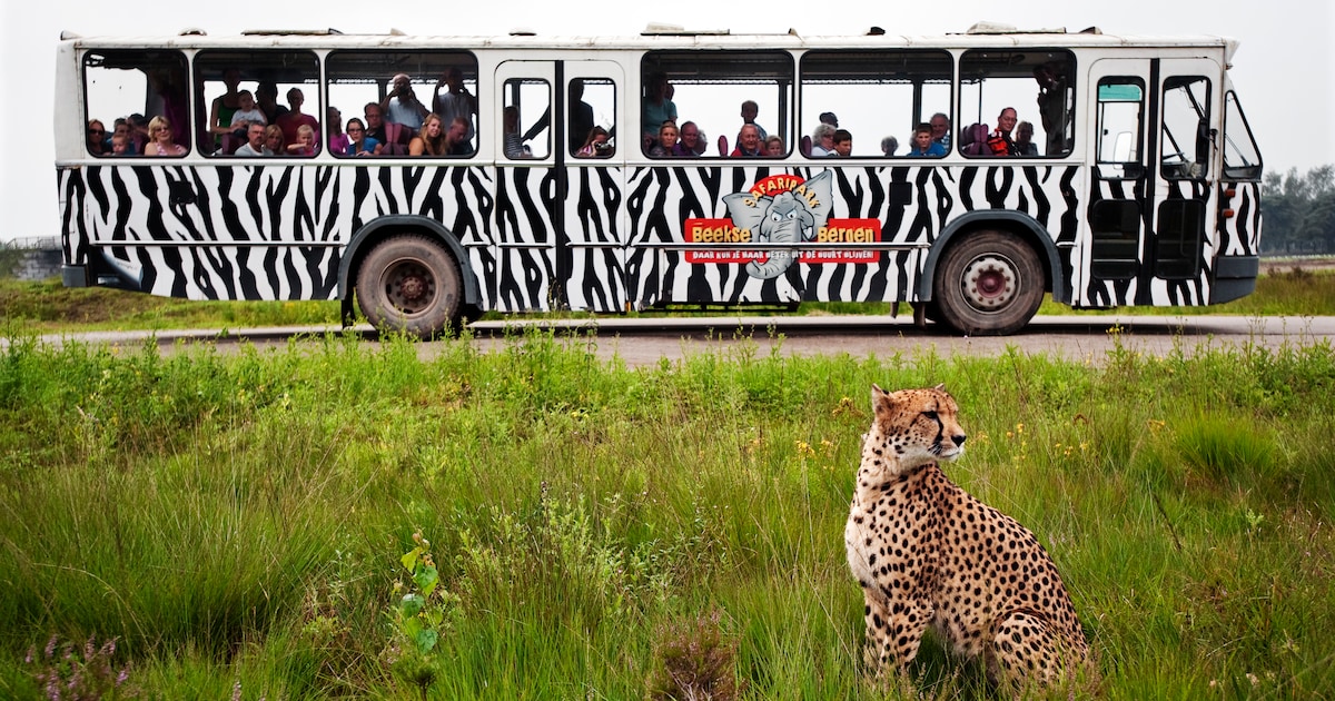 Drachtige cheeta gevangen na ontsnapping in Beekse Bergen, safaripark is weer open