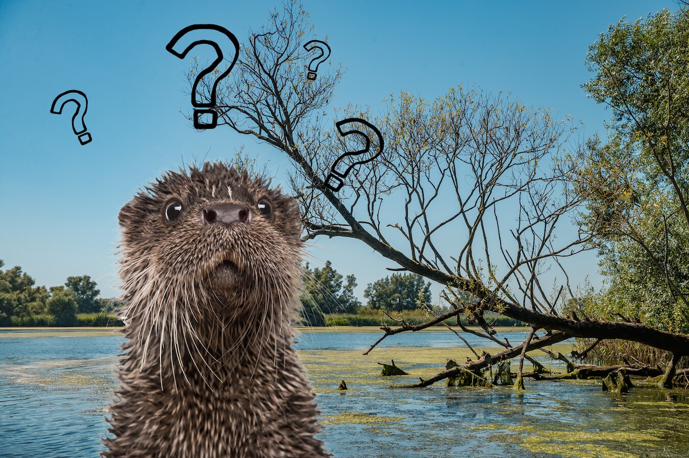 Komt de otter naar de Biesbosch?