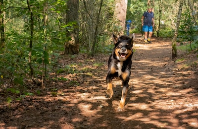 Moeten honden wijken om de natuur te redden?