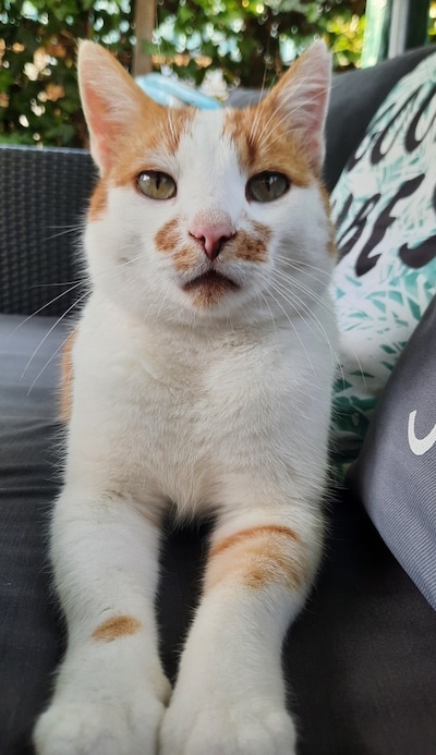 Heb jij Dikkie, Mowgly of Xenna gezien? Deze vier huisdieren worden in Tholen vermist