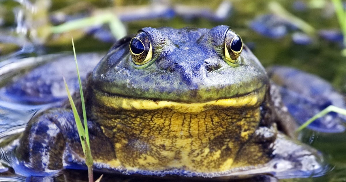 Deze kikker die loeit als een stier, is leven niet zeker in Brabant: ‘Exoot uitroeien’