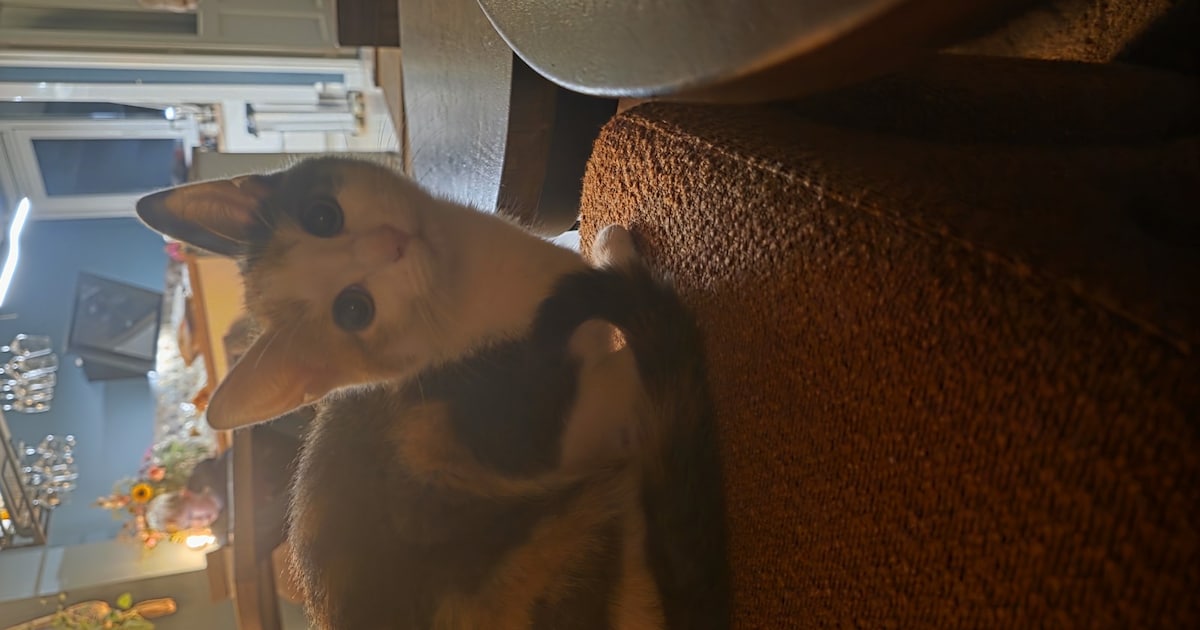 Heb jij Woezy gezien? Dit huisdier wordt in Roosendaal vermist