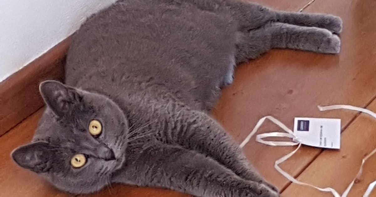 Heb jij Nani gezien? Dit huisdier wordt in Gilze en Rijen vermist