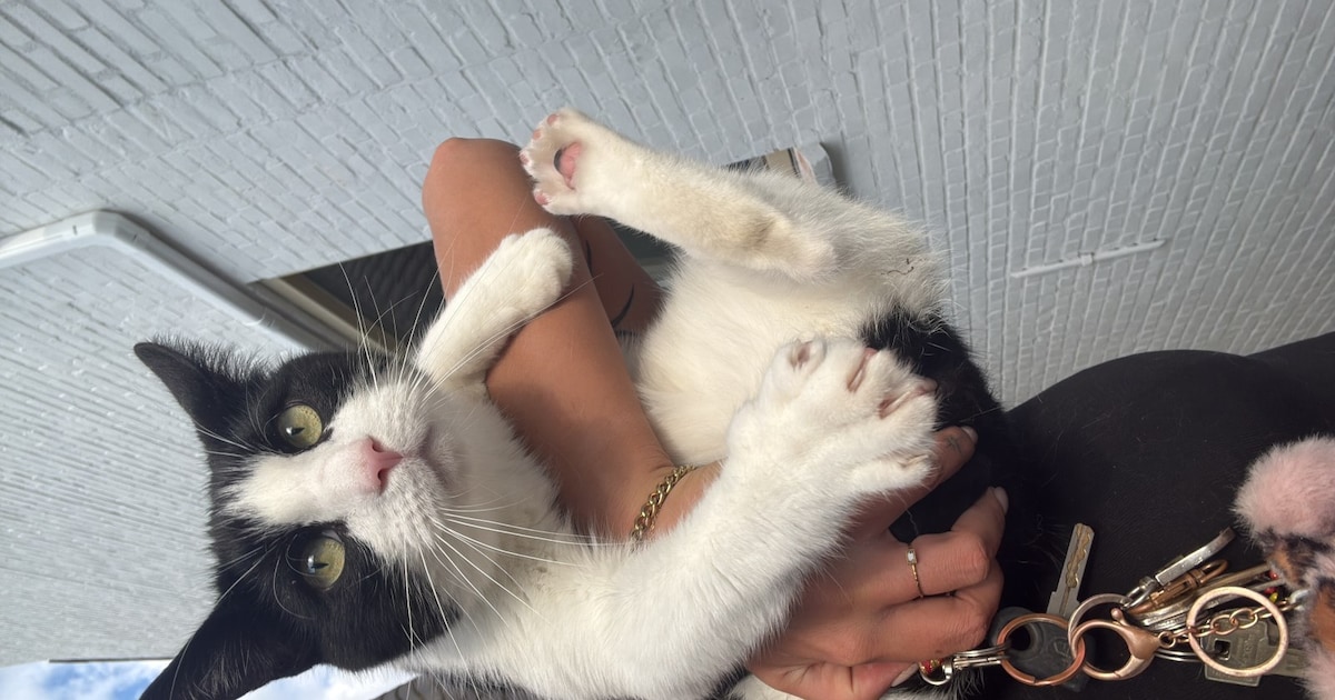 Heb jij Muis, Pixel of Jip gezien? Deze vier huisdieren worden in Breda vermist