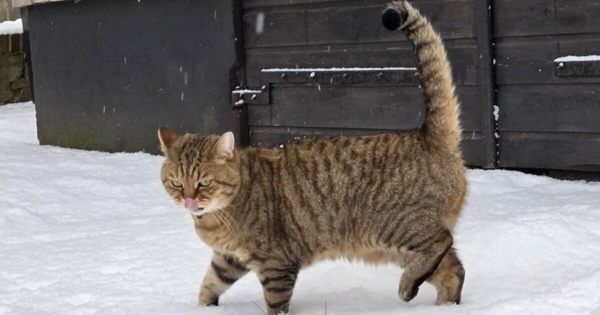 Heb jij Oscar gezien? Dit huisdier wordt in Zundert vermist