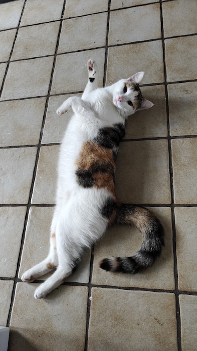 Heb jij Diva, Ome Tom of Bob gezien? Deze vier huisdieren worden in Breda vermist