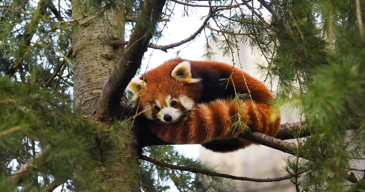 Diergaarde Blijdorp stuurt twee rode panda’s naar India | Hoeksche ...
