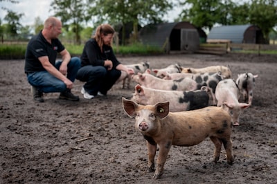 Op het erf waar de varkens verdwenen, knorren nu weer biggen