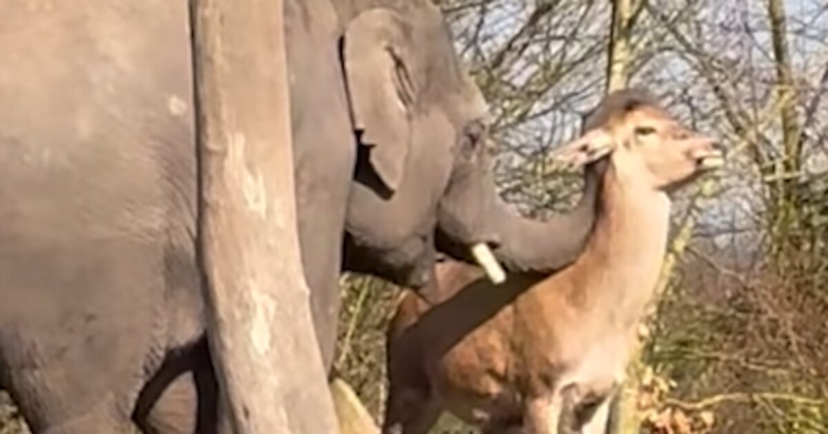 Olifant en edelhert vormen ‘onverwachte’ band in Eindhoven Zoo: ‘Een ...