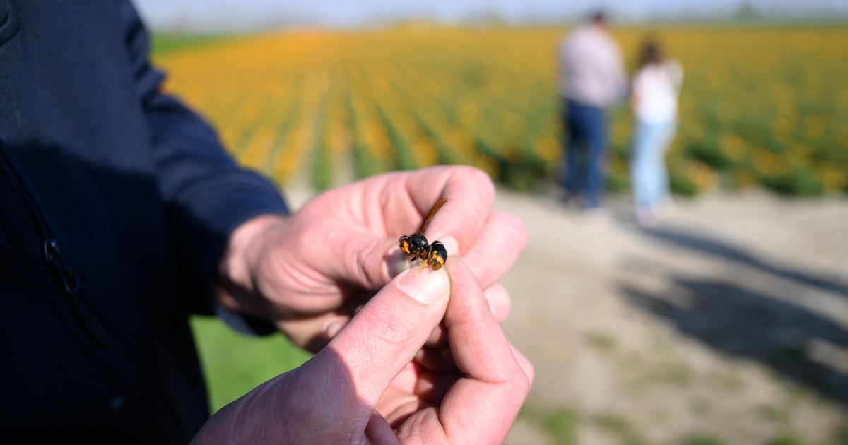 Vrijwilligers binden met stofzuiger strijd aan tegen Aziatische hoornaar in het buitengebied