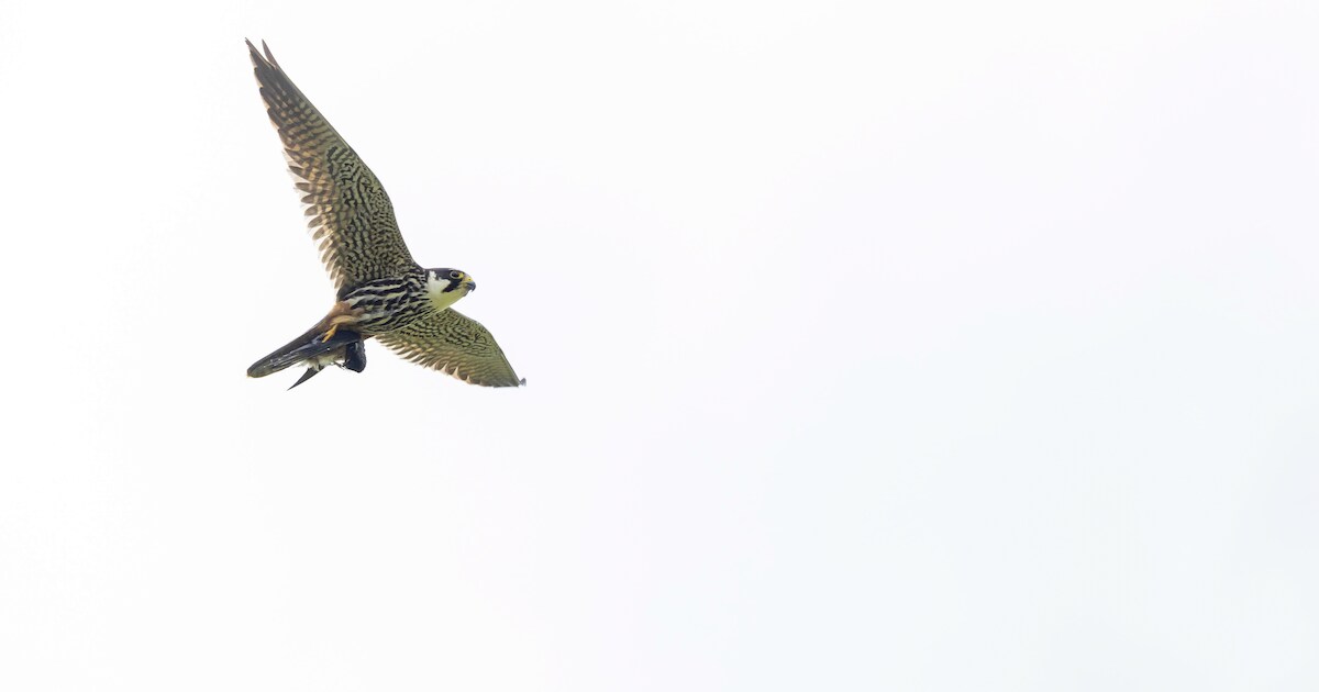 TenneT plaatst nestmanden voor boomvalk bij Nionplas in Geertruidenberg