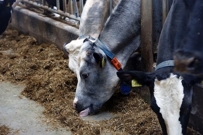 Kinderen kunnen bewegen en spelen tijdens Lekker Beesten Boerderijdag in Breda