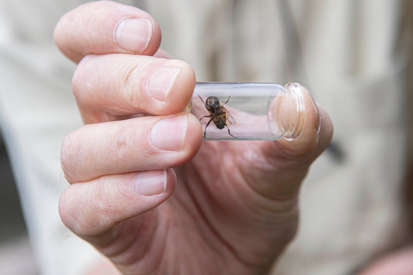 Op insectenjacht met Aad langs de Markendaalseweg: ‘Ik kan lezen en ...