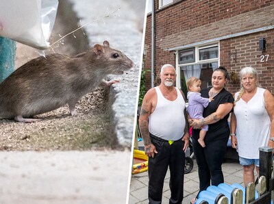 Ratten jagen jong gezin het huis uit: ‘Soms hoorde je continu het getrippel over het plafond’