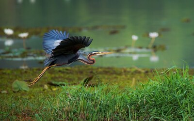 Deze sierlijke verschijning ga je steeds vaker tegenkomen in de Biesbosch: ‘Een juweel van een moerasvogel’