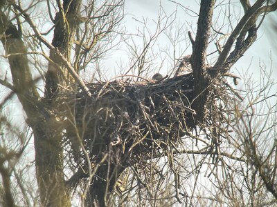 Primeur: zes ‘vliegende deuren’ broeden nu in de Biesbosch