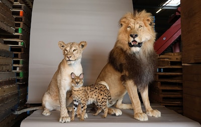 Zwarte beer of tijger in je woonkamer? ‘Illegale handel verschuilt zich tussen legale advertenties’