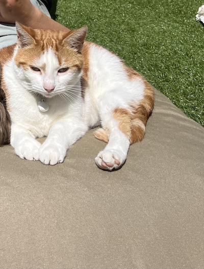 Heb jij Bobby, Lola - Olijfje of Kokkie gezien? Deze drie huisdieren worden in Tholen vermist