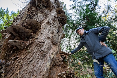 Damian (23) plukt paddenstoelen in het bos: ‘Sommige soorten zijn dodelijk giftig’