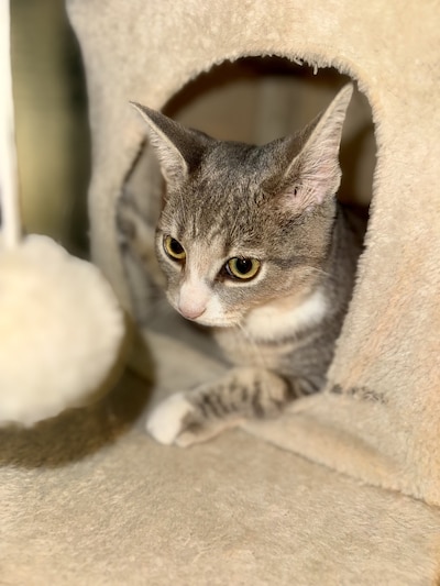 Heb jij Roxy gezien? Dit huisdier wordt in Breda vermist