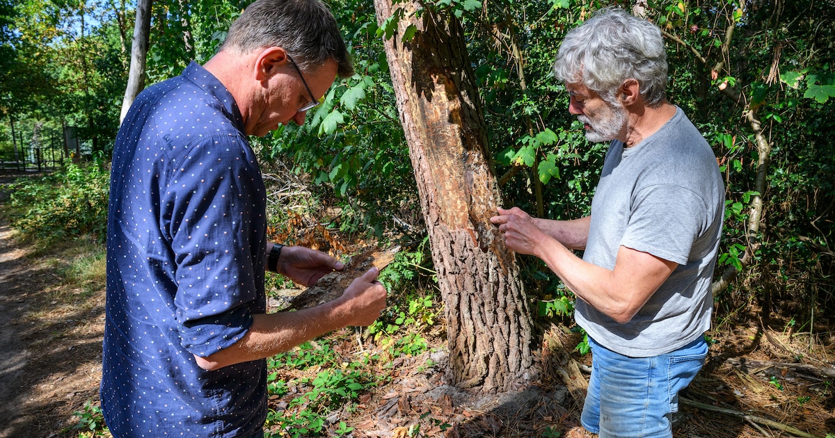Zure regen, hoe zat dat ook alweer? ‘Er vielen gaten in zinken dakgoten ...