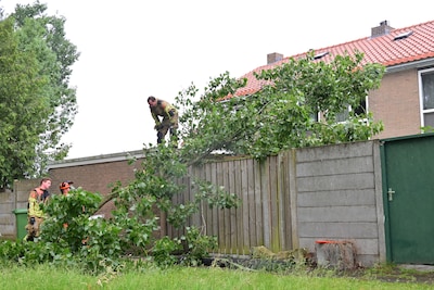 Grote tak breekt af in Breda en verspert achteruitgangen van woningen: brandweer treft vogel aan