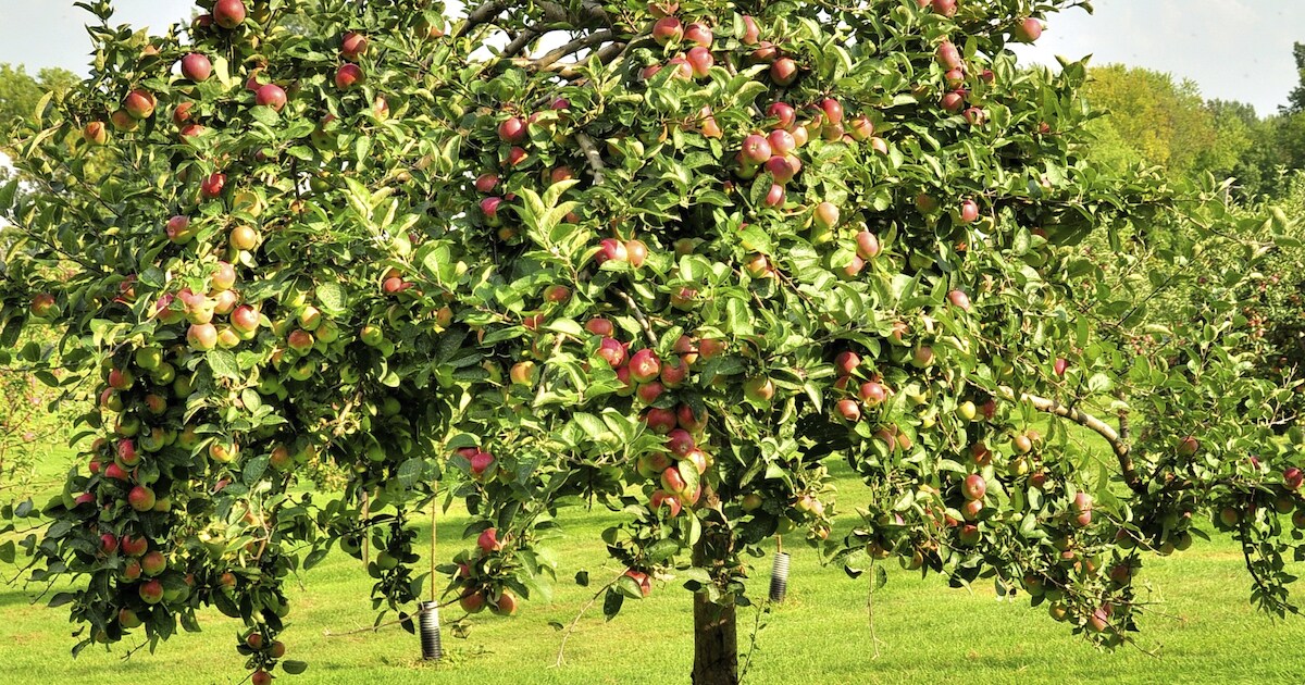 15 juli: Open dag boerderij Schoondijke
