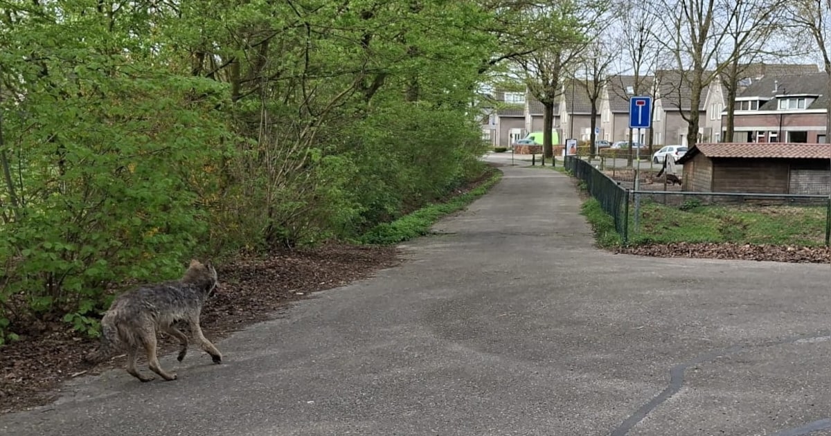 Moeten we de manke wolf in Goirle niet uit zijn lijden verlossen? ‘Uit den boze’