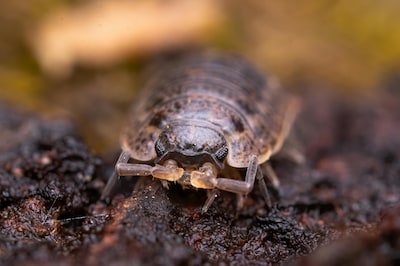 Bodemdierendag in Strijen met vereniging Hoekschewaards Landschap