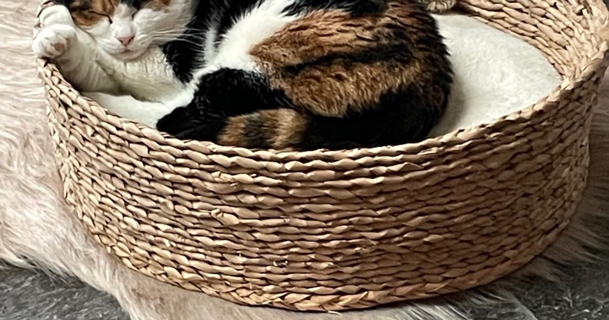 Heb jij Molly of Teun gezien? Deze twee huisdieren worden in Roosendaal vermist