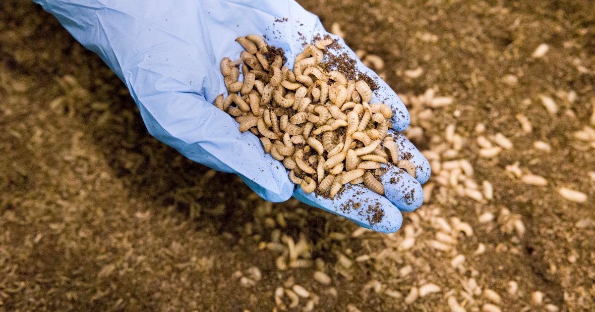Wakker Dier dient klacht in tegen gigantische insectenfabriek in Bergen op Zoom: ‘Miljarden dieren g