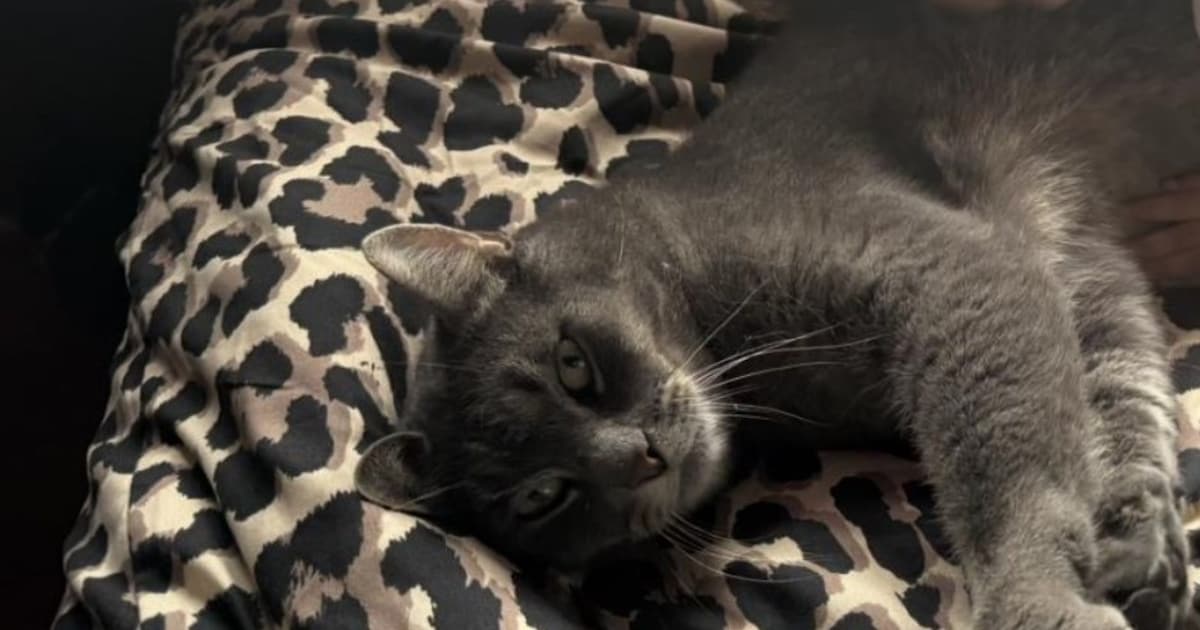 Heb jij Niro of Atos gezien? Deze twee huisdieren worden in Roosendaal vermist