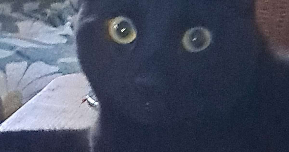 Heb jij Blake of Jaapie gezien? Deze twee huisdieren worden in Oosterhout vermist