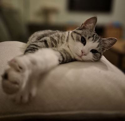 Heb jij Izzy gezien? Dit huisdier wordt in Tholen vermist