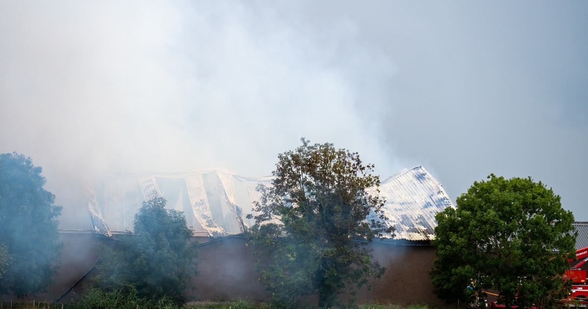 Buurman probeerde nog staldeuren te openen bij de brand waarbij vijf stieren omkwamen in Zevenbergen