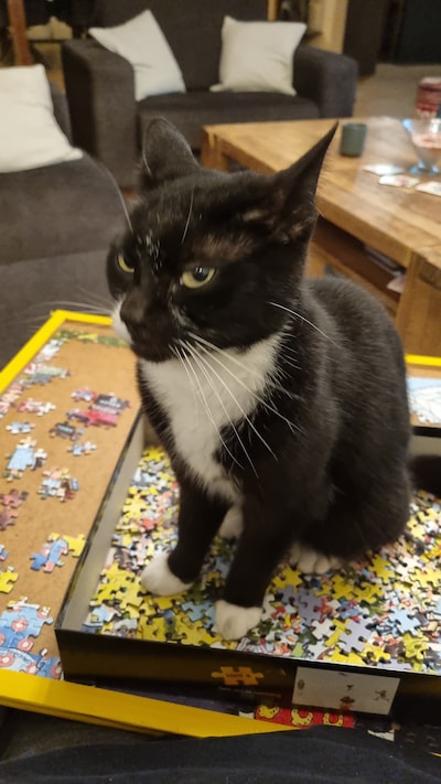Heb jij Jay, Molly of Sokje gezien? Deze zeven huisdieren worden in Bergen op Zoom vermist