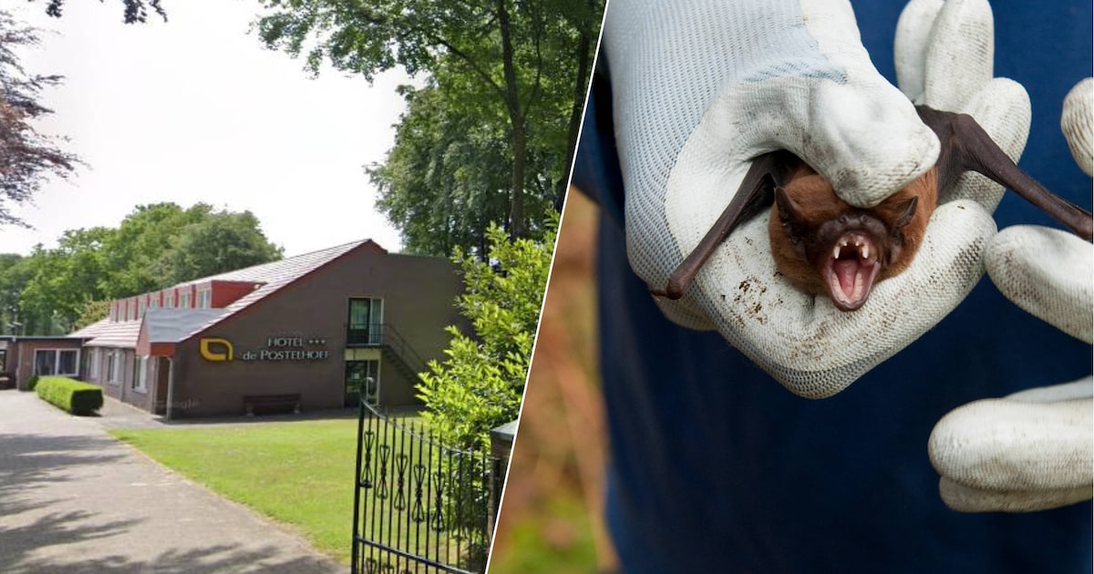 Toen Wil aan de sloop van deel hotel Postelhoef wilde beginnen, stuitte hij op vleermuizen: nu riske