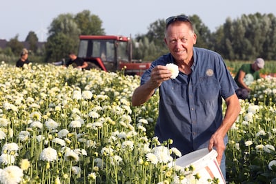 Enorme dahlia-oogst in Zundert levert luxeprobleem op voor bloemencorso