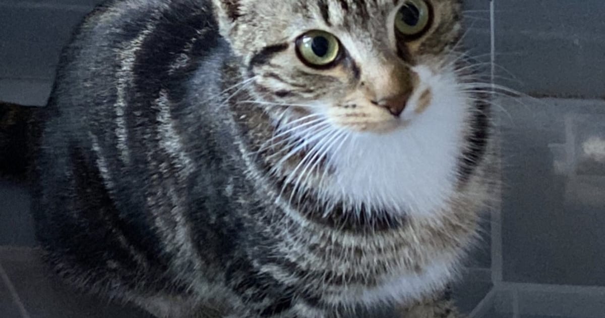 Heb jij Moana gezien? Dit huisdier wordt in Etten-Leur vermist