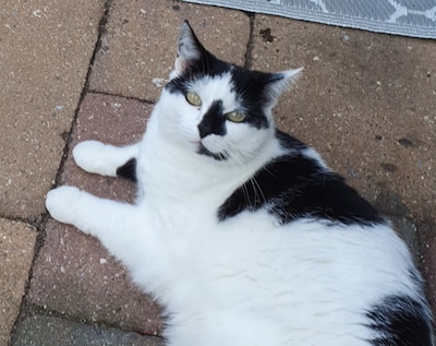 Heb jij Nora, Billie of Mickey gezien? Deze drie huisdieren worden in Roosendaal vermist