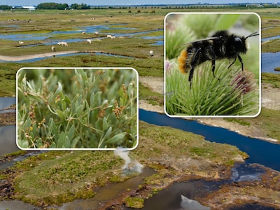 Zeldzame bloemetjes en beestjes worden beter beschermd in Zeeland