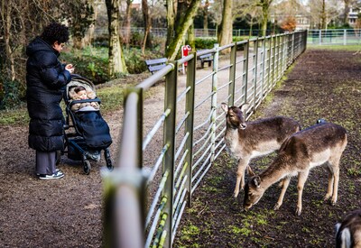 Voortbestaan hertenkamp wéér ter discussie: ‘Je kunt dat niet meer terugdraaien’