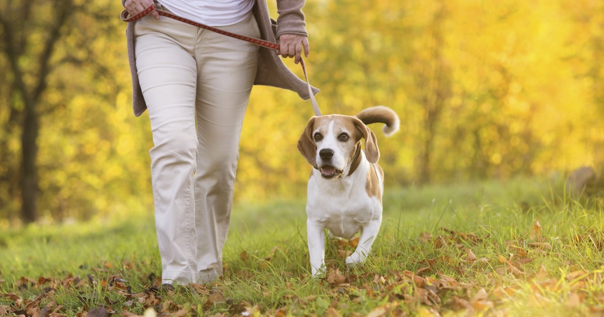 Hondenwandeling en kofferbakverkoop in Oirschot voor goed doel