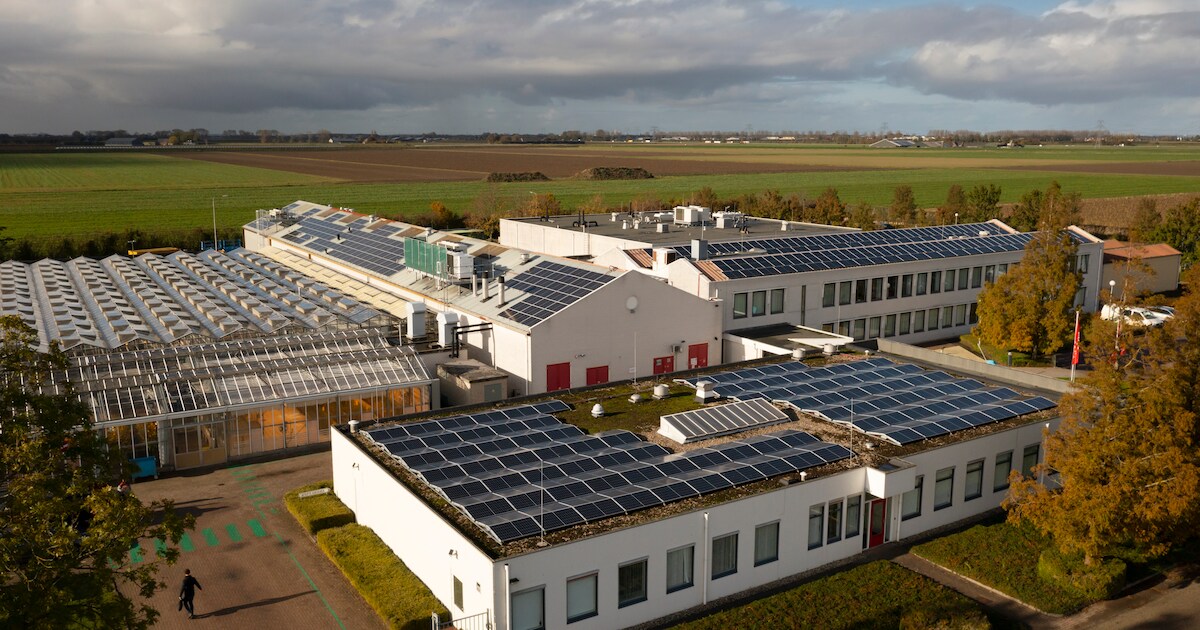 Plan voor drie windmolens in de polders bij Rilland, speciaal voor ...