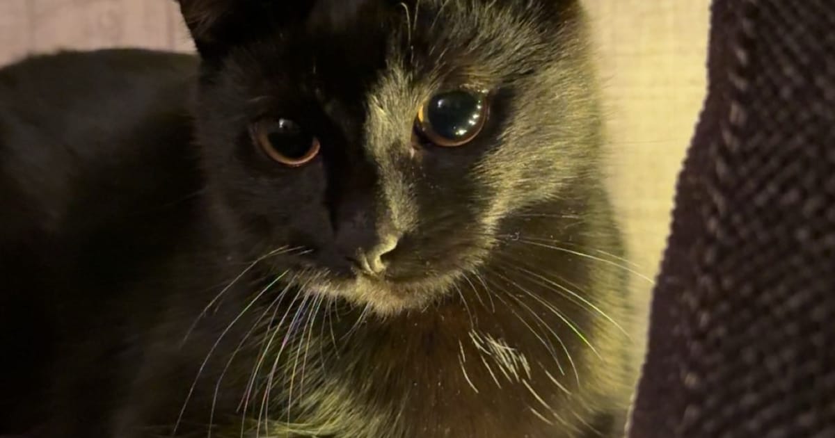 Heb jij Fifje gezien? Dit huisdier wordt in Breda vermist