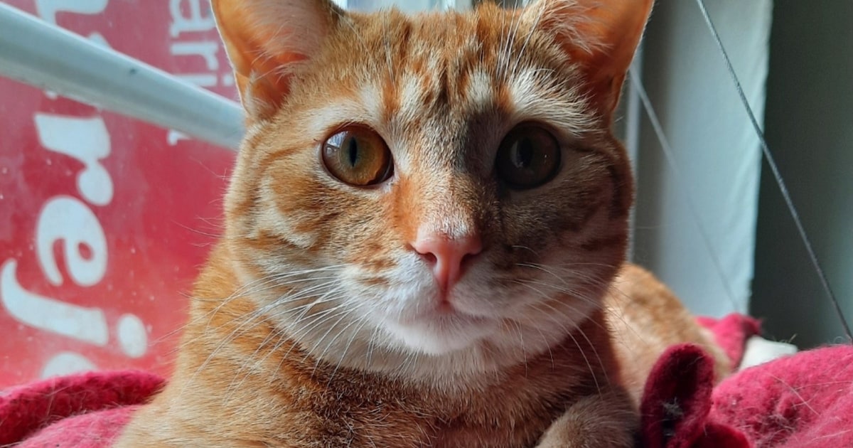 Heb jij Guus gezien? Dit huisdier wordt in Etten-Leur vermist