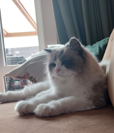 Heb jij Eva gezien? Dit huisdier wordt in Moerdijk vermist